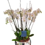 Photoroom 20251220 153317843(1)